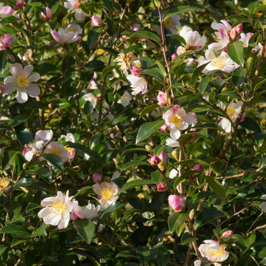 Camelia sasanqua