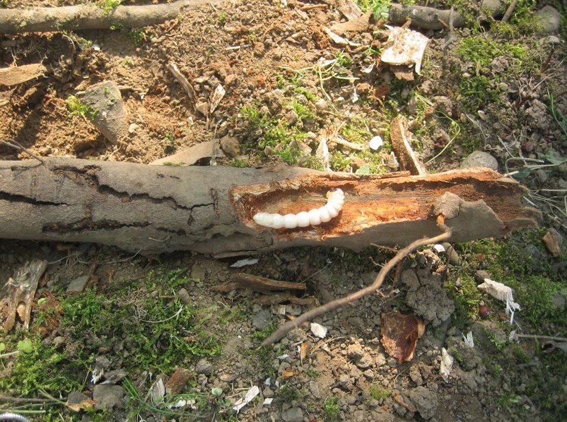 Larva Tarlo asiatico