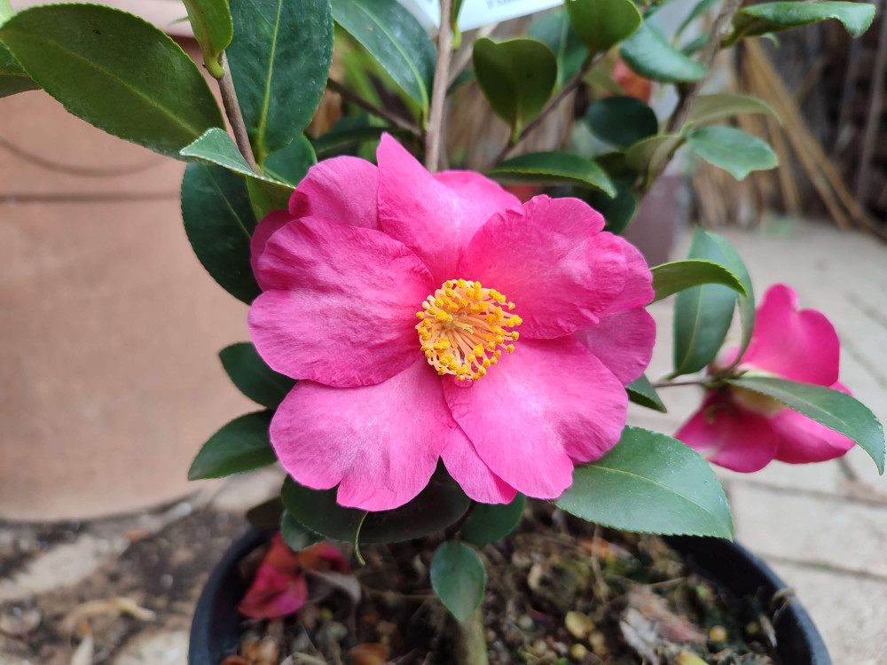 Camelia sasanqua